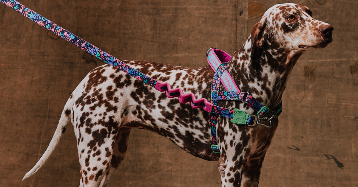 Hundog: migrazione da PrestaShop a Shopify